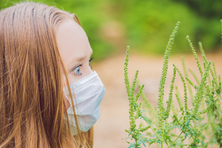 Allergy to ragweed. Tips for reducing allergy symptoms
